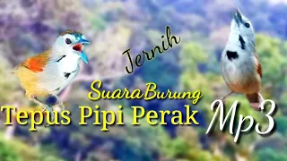 suara burung tepus pipi perak mp3