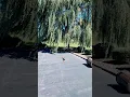 Download Lagu Pruning a Weeping willow #subscribe #fyp  #epic #plants #letsgo