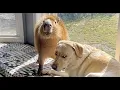 The FUNNIEST Shorts of the Year FUNNIEST Animal s