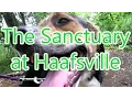 Volunteering at the Sanctuary at Haafsville Animal Shelter Month 2