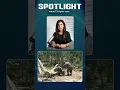 Download Lagu Thailand-Cambodia Border Dispute | Firstpost Spotlight | Subscribe to Firstpost | N18G