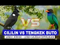 Download Lagu CILILIN GACOR 🔴 MASTERAN CILILIN VS TENGKEK BUTO SUARA JERNIH DURASI PANJANG - ORIENTAL DOLLARBIRD