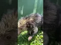 Download Lagu NEW ARRIVAL: Say hi to Sula, a Mexican hairy dwarf porcupine (Sphiggurus mexicanus)!