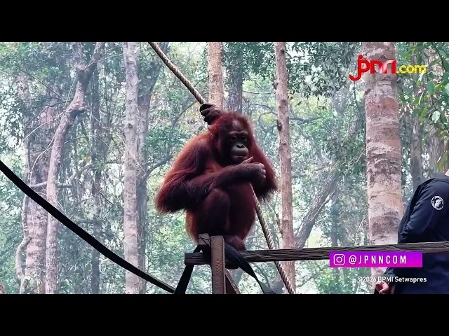 Momen Gibran Gandeng Orang Utan Kalimantan di Tengah Kabut Asap - JPNN.com