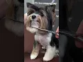 Watch This Biewer Terrier Transform