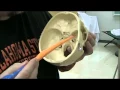 Skeleton Review Axial Division Cranium Bones