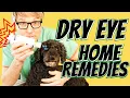 Dry Eye in Dogs Dr Jones 3 Home Easy Natural Fixes You Gotta Try