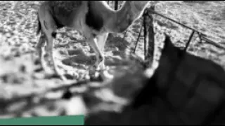 مجادعه شعريه ودنجاع 