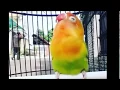 Download Lagu DAHSYAT!! Lovebird isian walang kecek, kenari, kapas tembak cocok untuk masteran