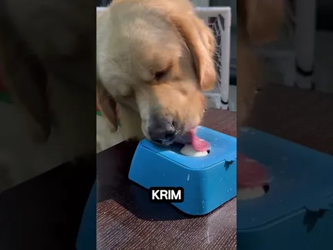 🐶🍦 Cara Jenius Membuat Anjing Lelah Tanpa Harus Jalan-Jalan! 😂🤯