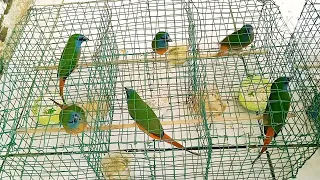 suara pikat binglis bondol hijau pin tailed parrotfinch 