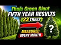 Thuja Green Giant Tree Review FIFTH YEAR GROWTH DATA Arborvitae Evergreen Fast Privacy Results