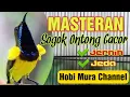 Download Lagu Masteran Sogok Ontong Gacor Panjang Jernih Jeda