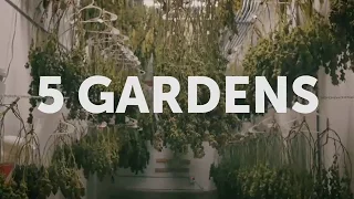 Seed to Sale How Legal Cannabis is Grown - Episode 1