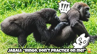 Ringo:Dad does it like this, right?”Jabali: “Hey! Why are you copying Dad?🤣林戈：爸爸是這樣咬的吧？呷百二：欸！你幹嘛學爸爸啦