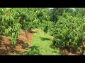 Fresh peaches at Carter Mountain Orchard - in Charlottesville Virginia