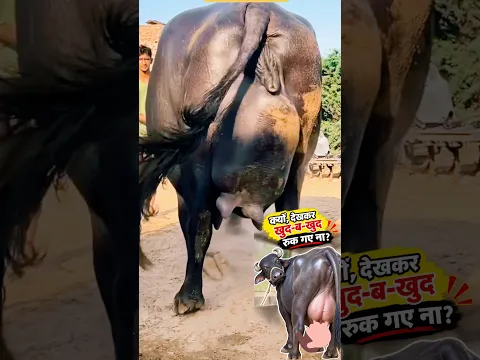क्यों, देखकर खुद-ब-खुद रुक गए ना? 👀🔥ऐसा शानदार अडर और थन का विकास चाहते हैं, तो तैयारी गर्भावस्था🥛💪🏼