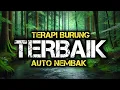 Lagu Air Mengalir Terapi burung, Air Gemericik, Terapi Air Untuk Semua Jenis Burung, Air Mengalir Alami
