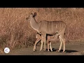 Lagu Heartwarming Moment: Young Kudu Calf Nourishing from Mother's Care at Nambiti