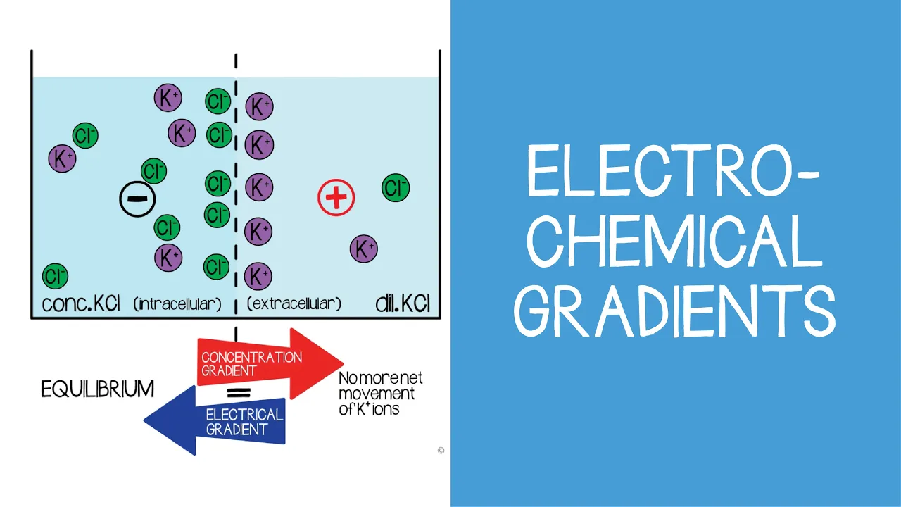 1.1 Cellular: Electrochemical Gradients