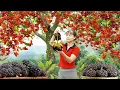 Download Lagu Harvesting Sterculia Lanceolata Seeds Goes to Countryside Market Sell – Caring for Ducks \u0026 Chickens