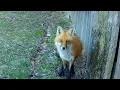 Fox Mom Defends Her Pups Territory By Screaming at a Coyote