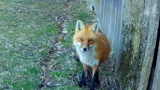 Fox Mom Defends Her Pups Territory By Screaming at a Coyote
