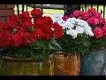 Download Lagu Gardening Tip - Keep Geraniums Blooming All-Season!