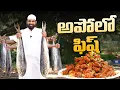 Download Lagu అపోలో ఫిష్ | Apollo Fish Fry Recipe | Boneless Fish Fry | Easy Fish Recipes | Nawab’s Kitchen Telugu