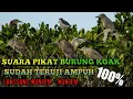 Lagu Suara  burung koak malam sudah teruji ampuh