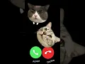 Download Lagu 🔇MI TELEPON SOUND EFFECT THREE  CAT EP.33🔇 #ringtone #smartphone #ringtones