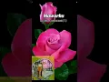 MAWARKU - EDDIE AHMAD & HAMIDAH AHMAD (1973) High Quality Audio With Karaoke Lyrics