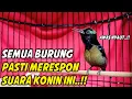 Download Lagu HITUNGAN DETIK KONIN BAHAN PASTI NYAUT ! DENGAR SUARA KOLIBRI NINJA GACOR FULL ISIAN ROLL TEMBAK INI