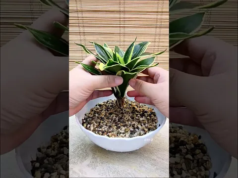 Sansevieria Black Star by the River Vibe Center Table Decor Idea🪴 #watergarden #waterplants #decor