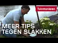 Download Lagu Slakken, hoe kom je ervan af? Meer tips | Ziektes en plagen | Tuinmanieren