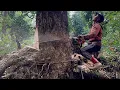 Download Lagu Tough place... Cutdown dangerous trees in 1 location ‼️