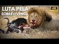 Download Lagu SAVANA AFRICANA - A Luta Pela Sobrevivência | Documentário Completo