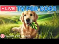 Download Lagu 🔴24 Hours of Dog TV🎵🐶Calming Music for Dogs to Sleep🐾🩷Soothing Music for Anxious and Stressed Dogs