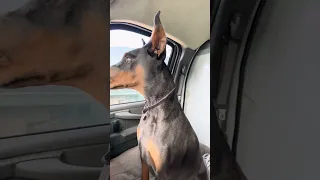 #fyp #dream #doberman #pets #youtube