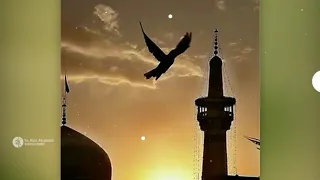 مولودی امام رضا  ع  با نوای میرداماد    خادما گریه کنون صحنتو جارو میزنن  فوق العاده زیبا دندنها