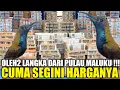 Download Lagu PALING DICARI ! SOGON DADA HITAM DARI MALUKU TERNYATA CUMA SEGINI HARGANYA PANTESAN JADI REBUTAN