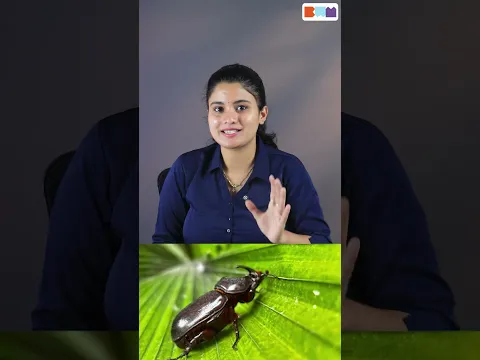 ತೆಂಗಿನ ಮರಕ್ಕೆ ಈ ಕೀಟ ಬಂದ್ರೆ ಫಲವೇ ಬರಲ್ಲ! ರೈತರು ಜಾಗ್ರತೆ! #shorts