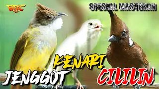 masteran kombinasi cucak jenggot cililin kenari
