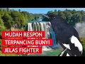 Download Lagu SUARA PANCINGAN BURUNG KACER AGAR CEPAT BUNYI DAN GACOR | KICAUAN KACER AMPUH, TERAPI KACER MACET