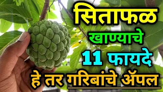 गरिबांचे ॲपल असणारे "सिताफळ" खाण्याचे 11 आश्चर्यकारक फायदे! health benefits of eating Custard apple
