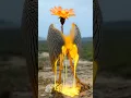 Download Lagu Fantasy Creature Design No.99：Cinderplume #Creative Inspiration #flower #bird