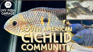 Download South American cichlid community tank- Severum, yellow acara, \u0026 Corydoras sterbai MP3