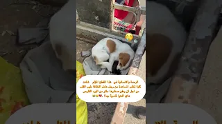 صراحة اني بكيت كلبة تستنجد مع عامل نظافة ليدفن صغارها الميتين من البرد شاهد ولن تندم 