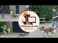Download Lagu Hond leren wandelen zonder trekken - Hond trekt aan de riem afleren