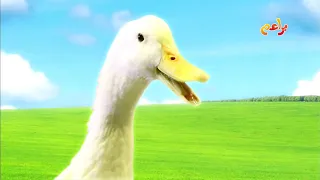 أغاني براعم البط 